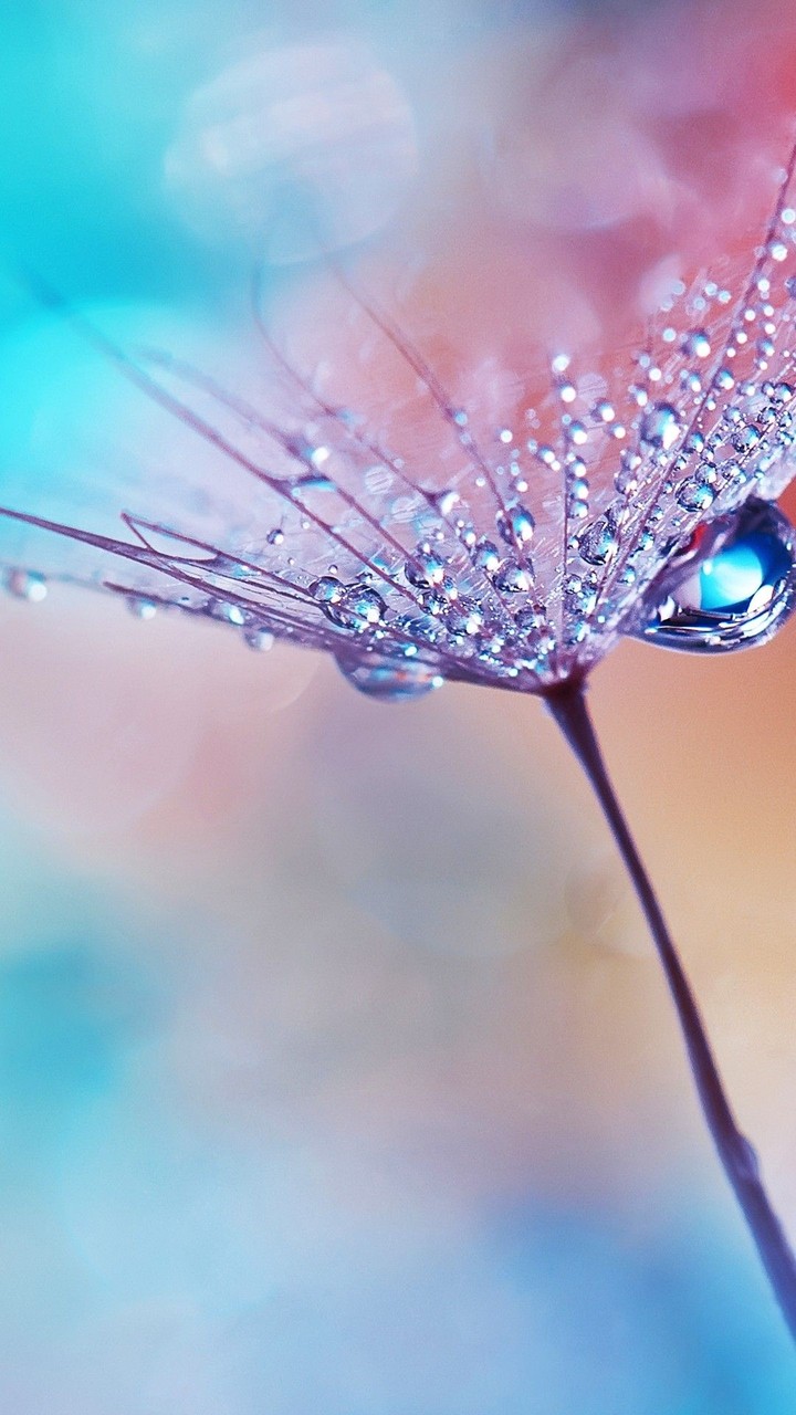 dew droop