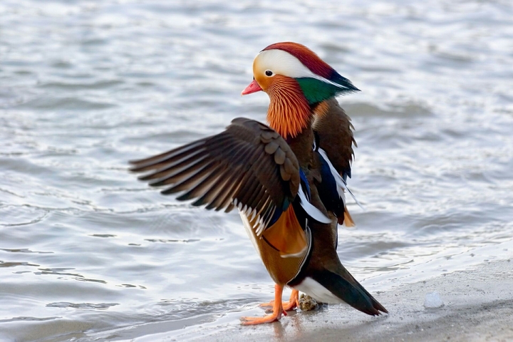 bird