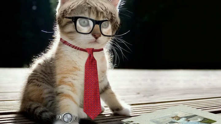 cat