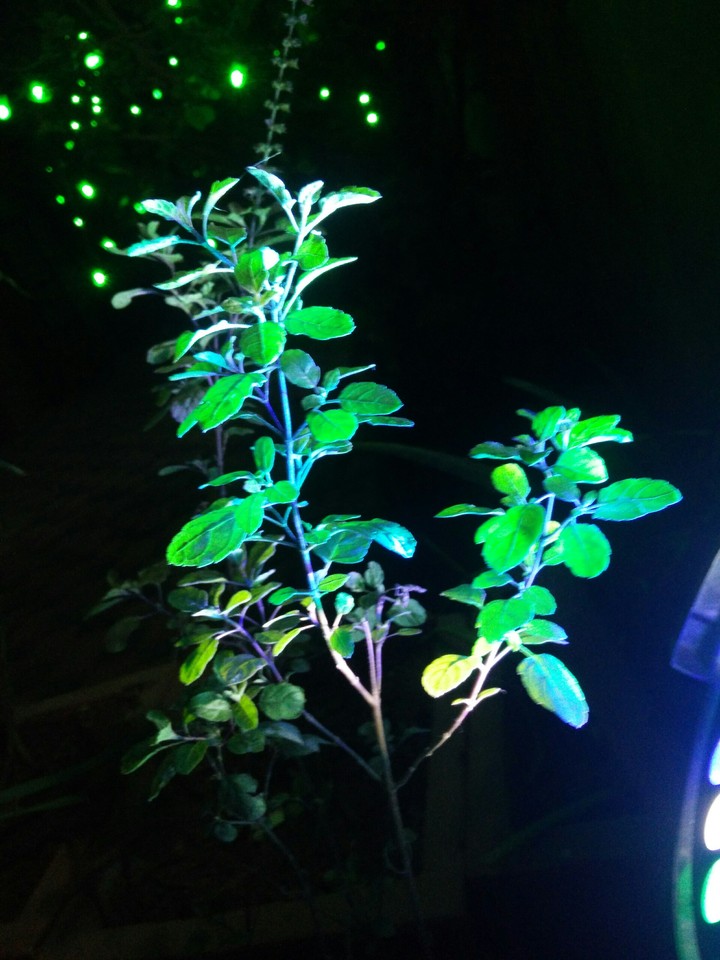 Plant