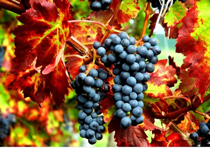 grappes