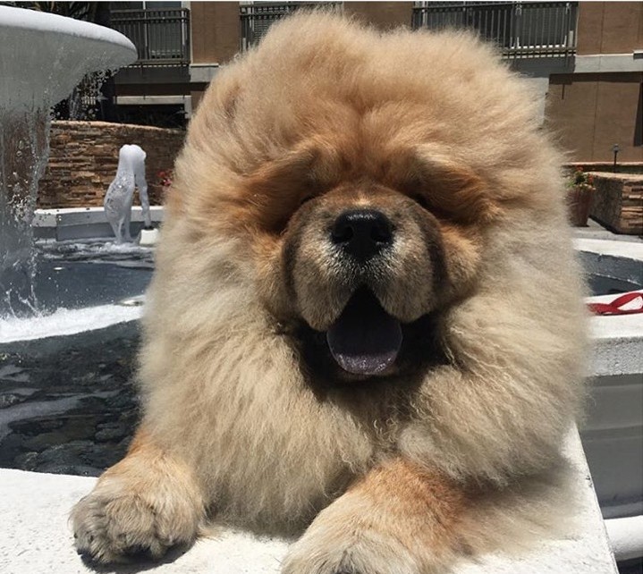 dog
