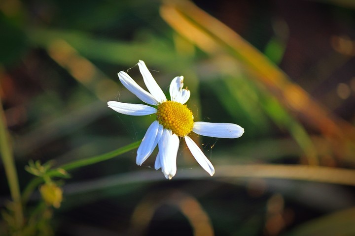 chamomile
