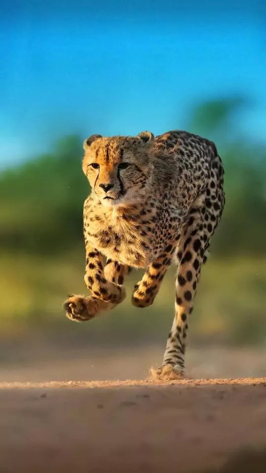 animal rights