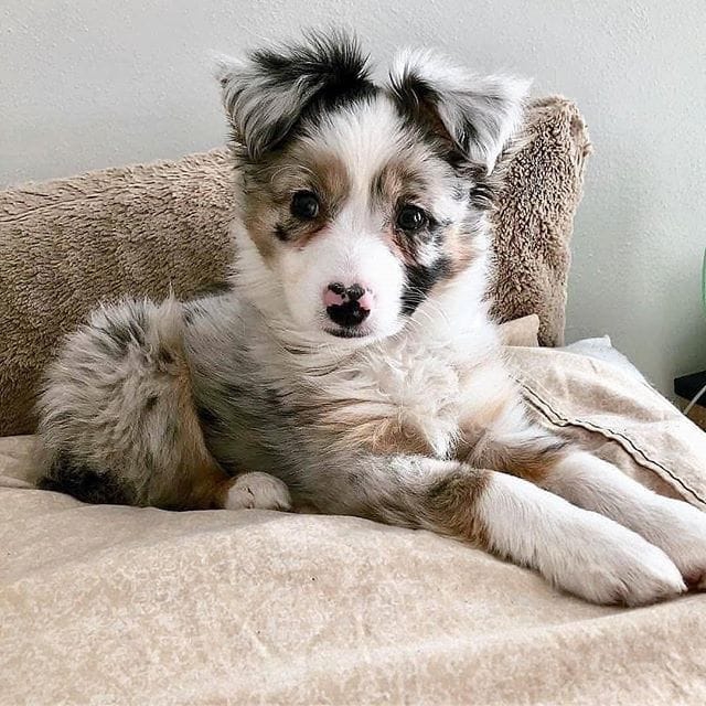 Sweet Doggie