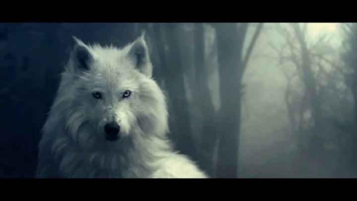 Wolf ♾