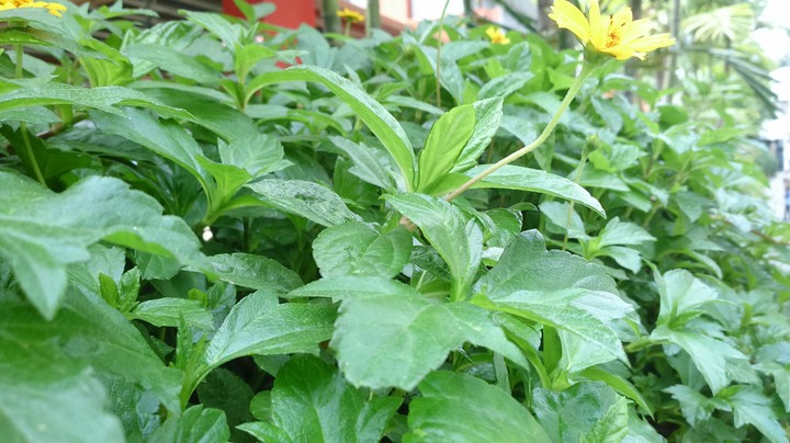 Green life