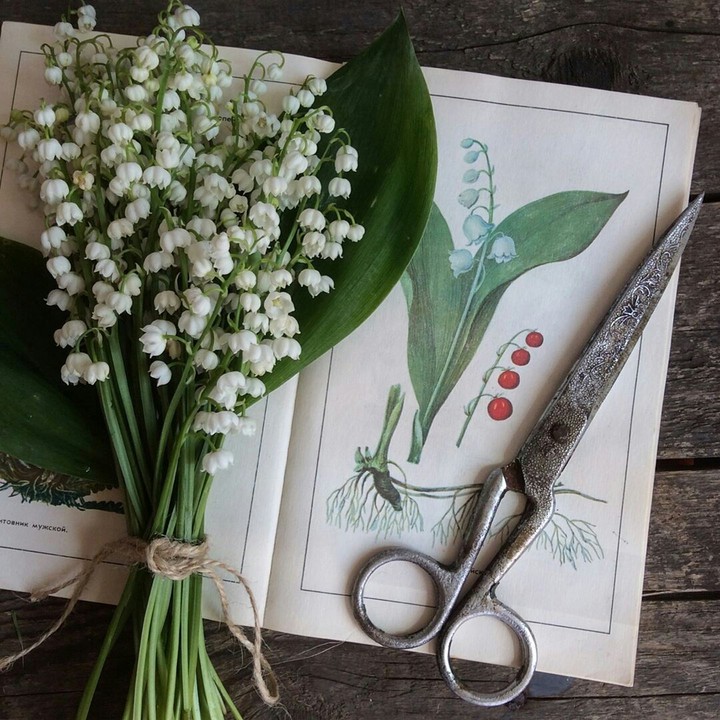 Lily of the valley ❤