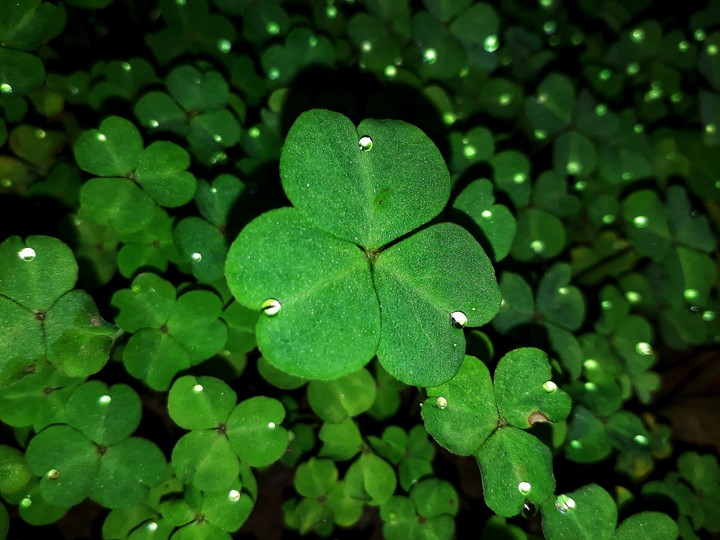 Leave N Water drop