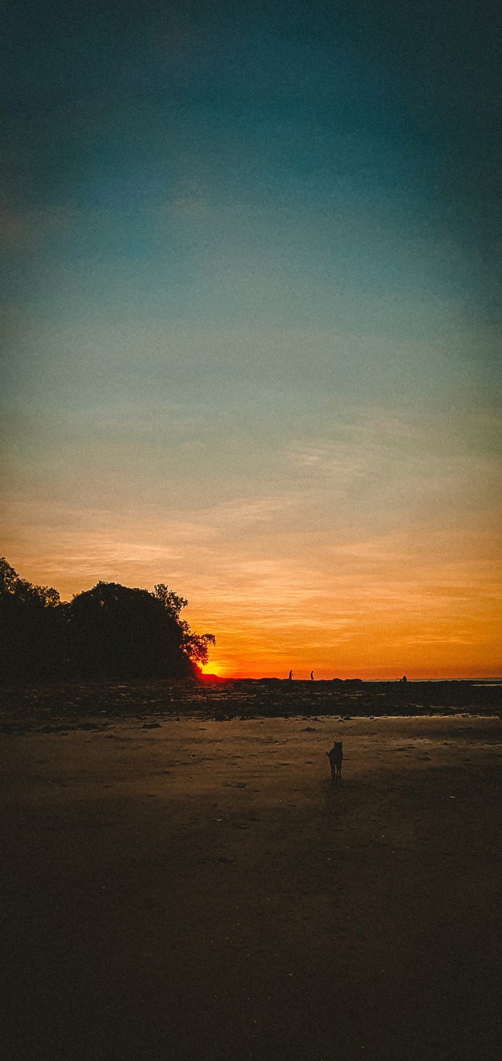 Sunset  walk with the dog