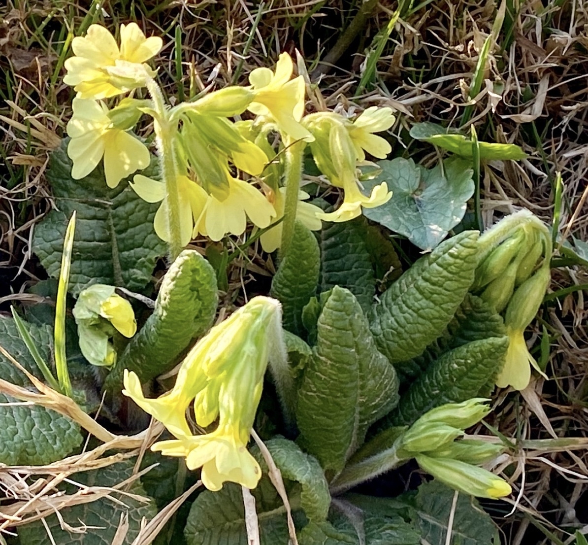 petal, leaf achtergronden