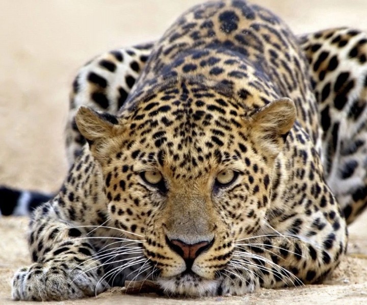 Ü Cheetah On Me