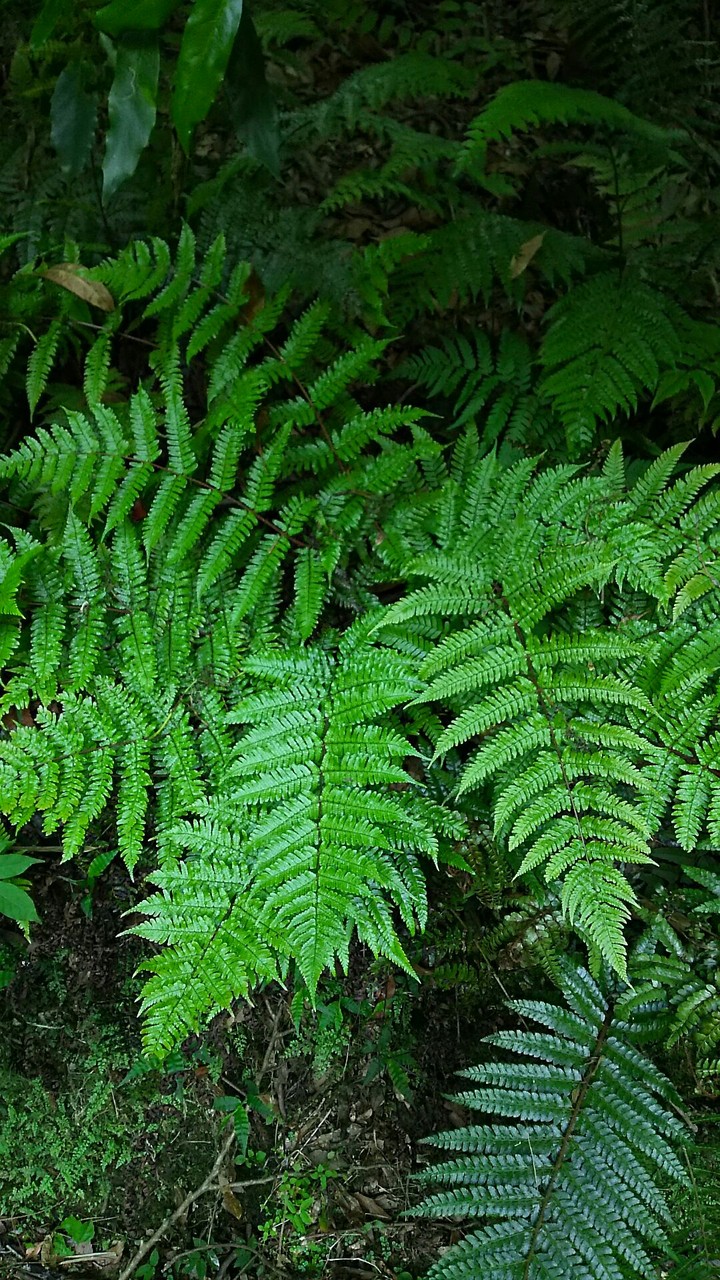 Fern