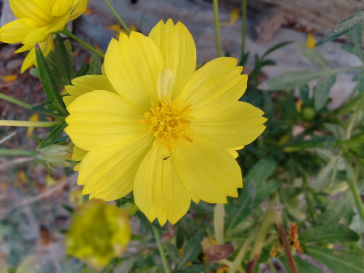 #Yellow Beauty
