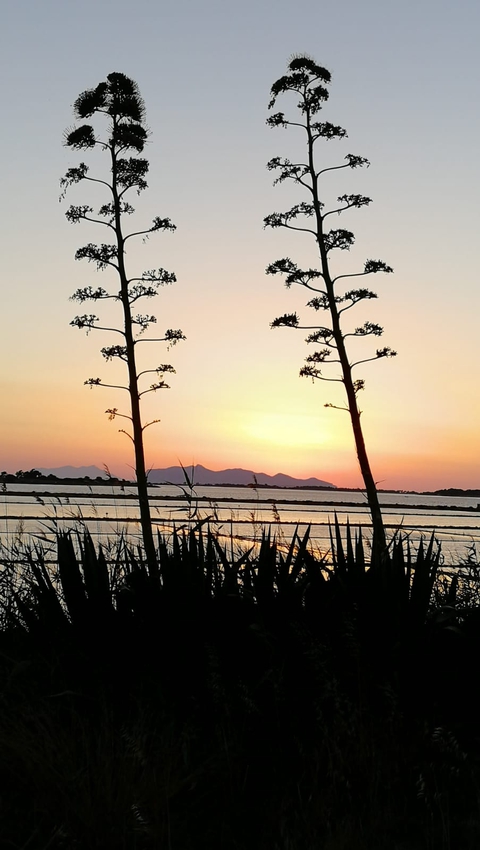 Marsala Saline