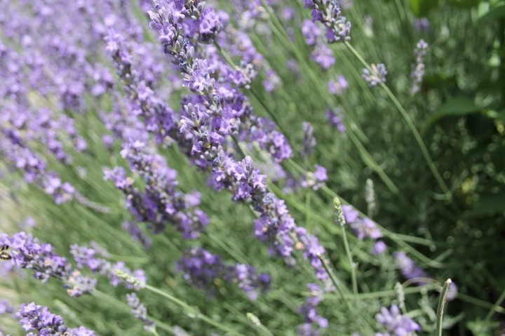 lavender