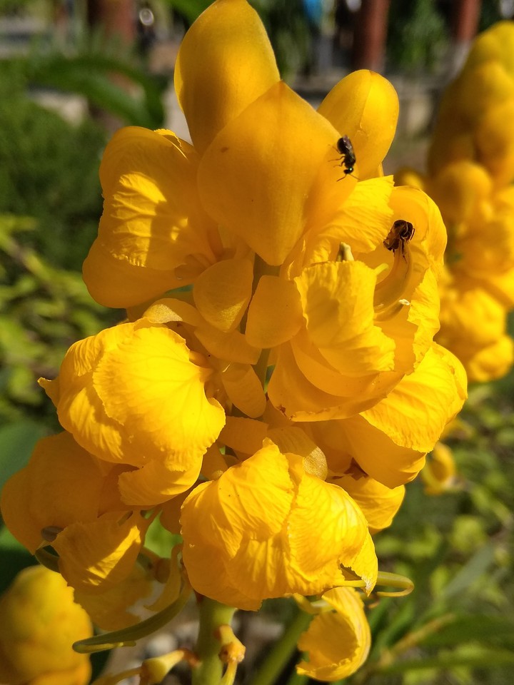 yellow flowers