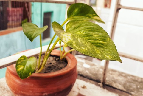 plant