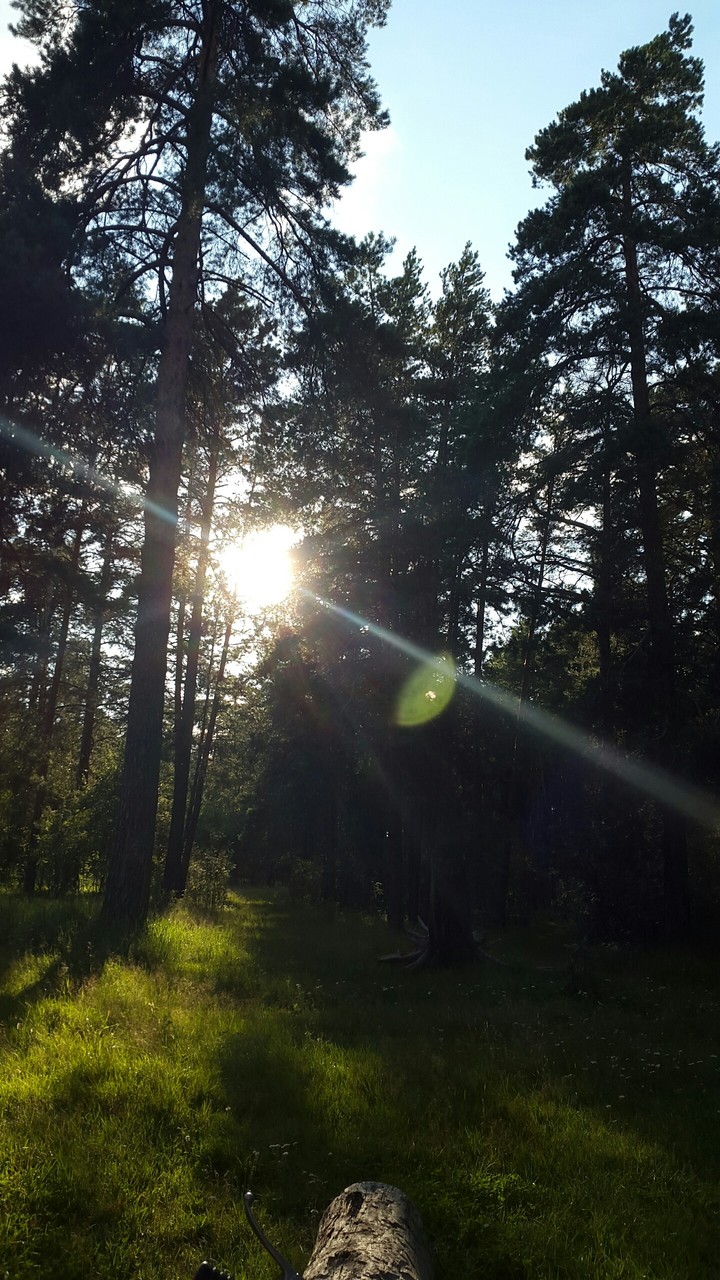 forest