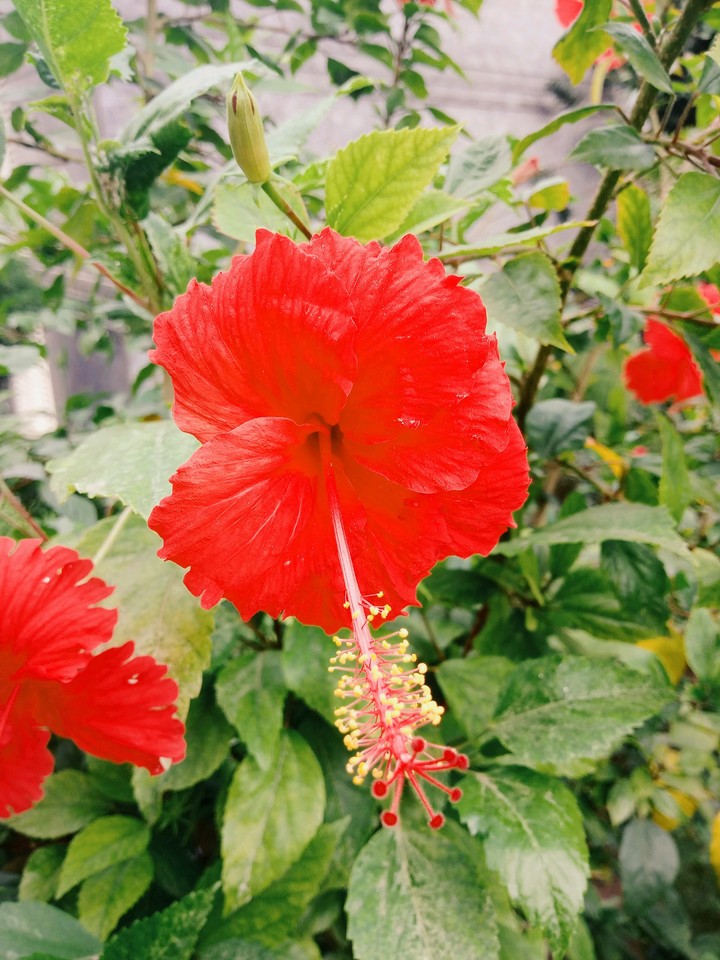 Red Flower