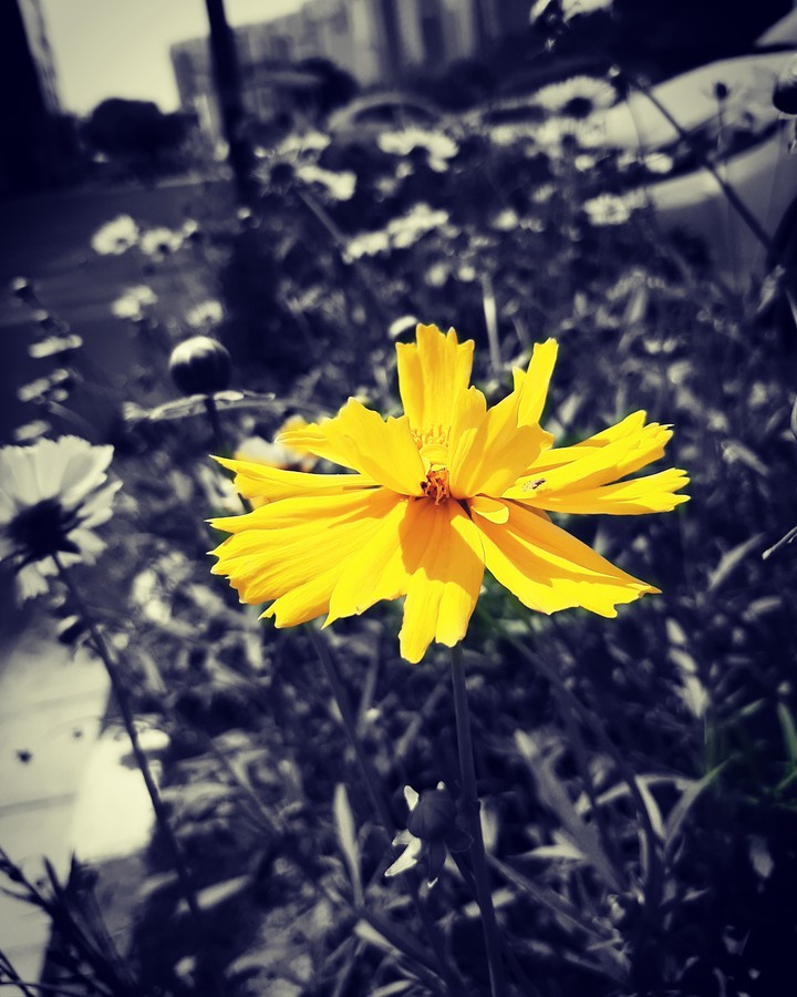 shine .....
