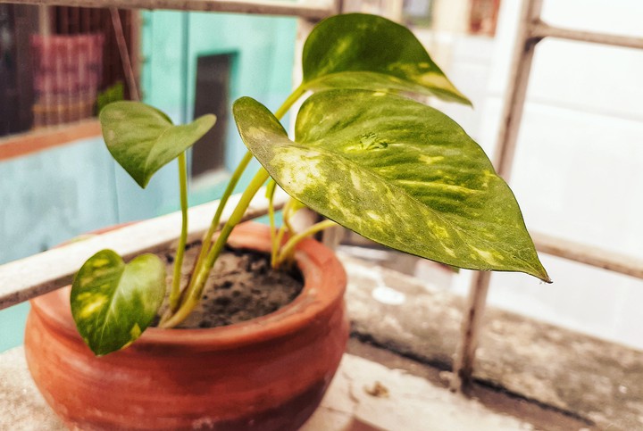 plant
