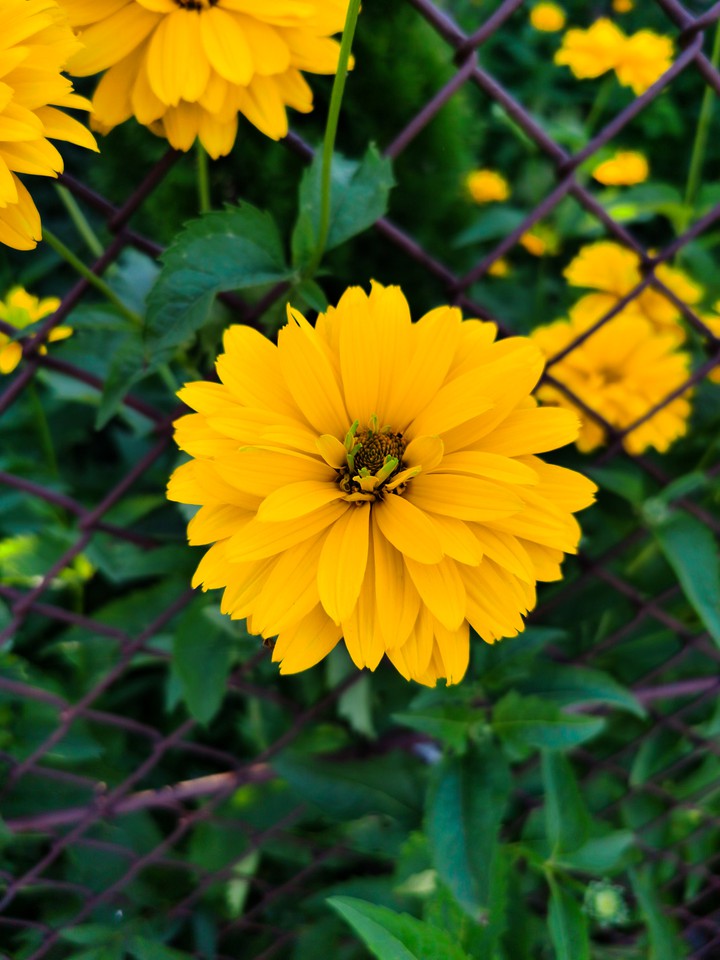 flowers