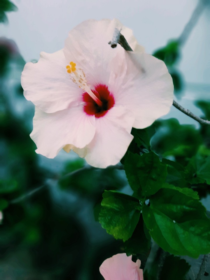 #pink #flower