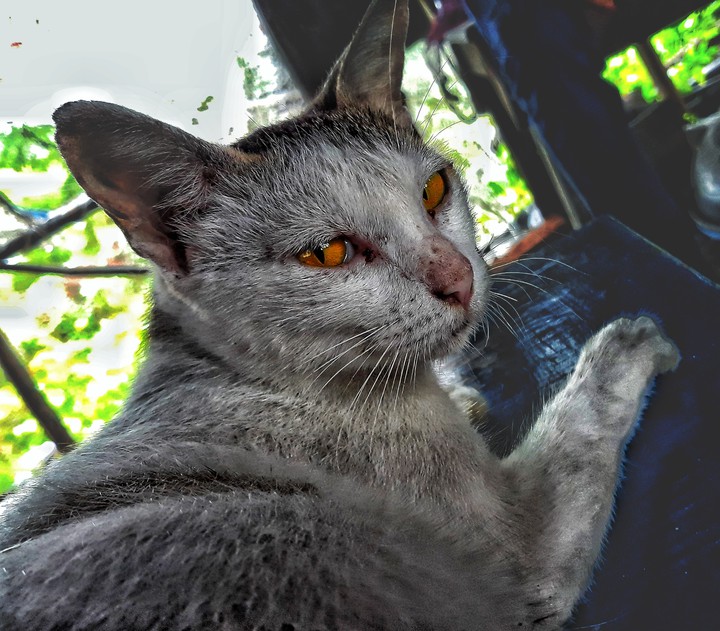 trip_00__graphy/pets