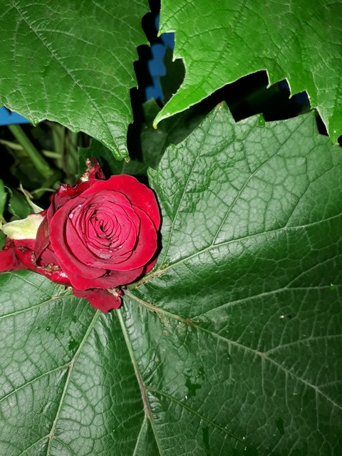 petal, flower桌布