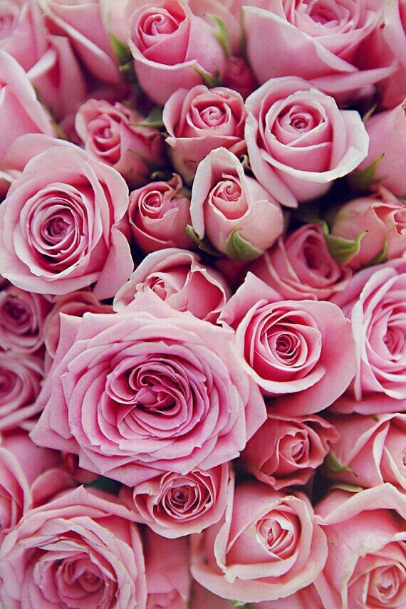 #Pink Roses❤