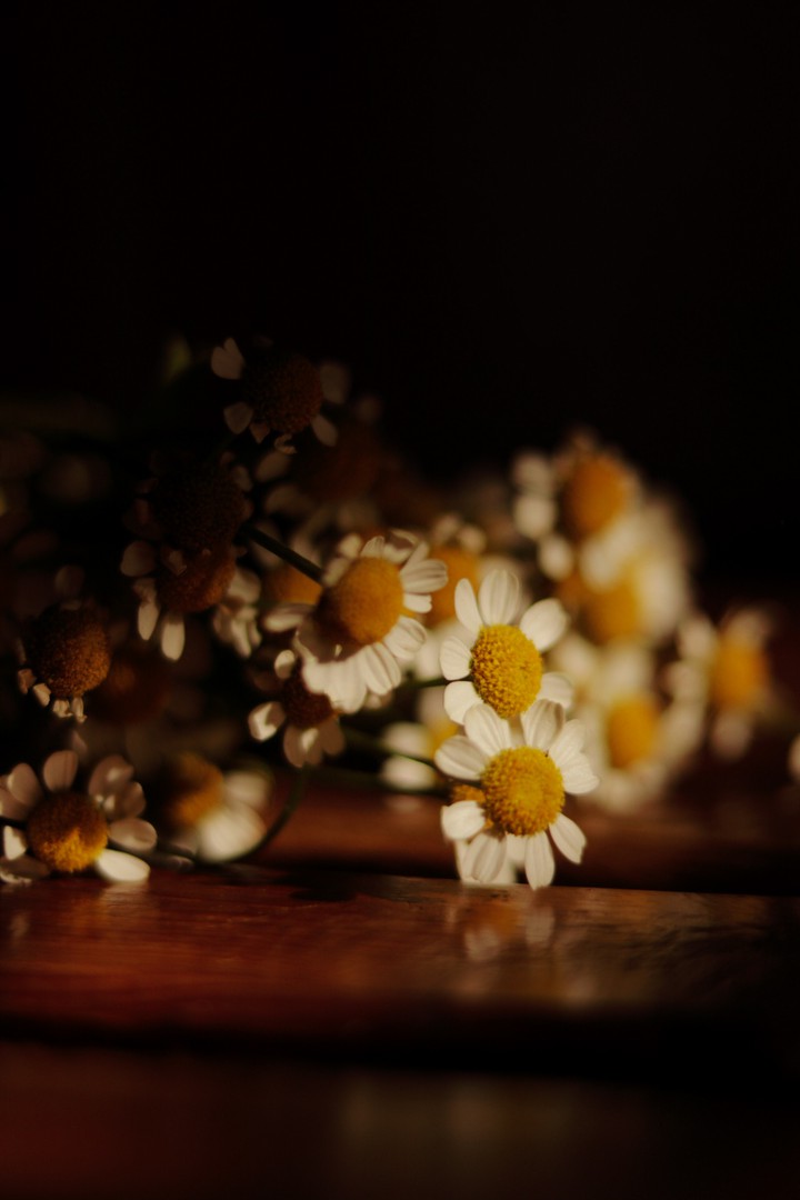 camomile