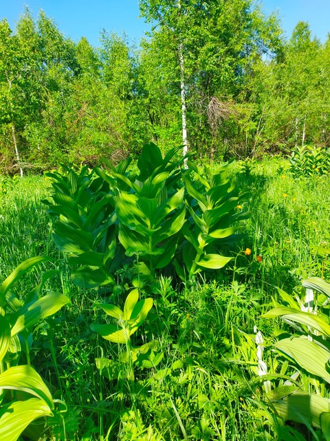 植物, grass桌布