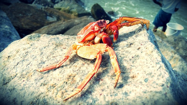 crab...