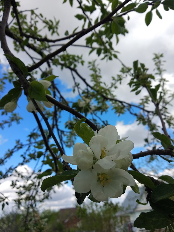 blooming Apple blossoms in may