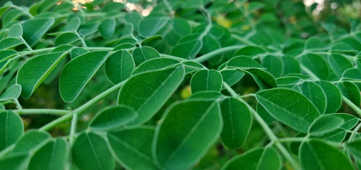 Green Nature