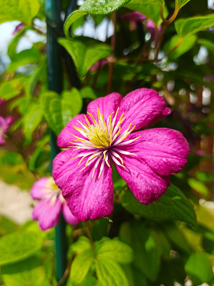 Flower