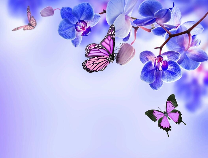 cherry blossom butterflies