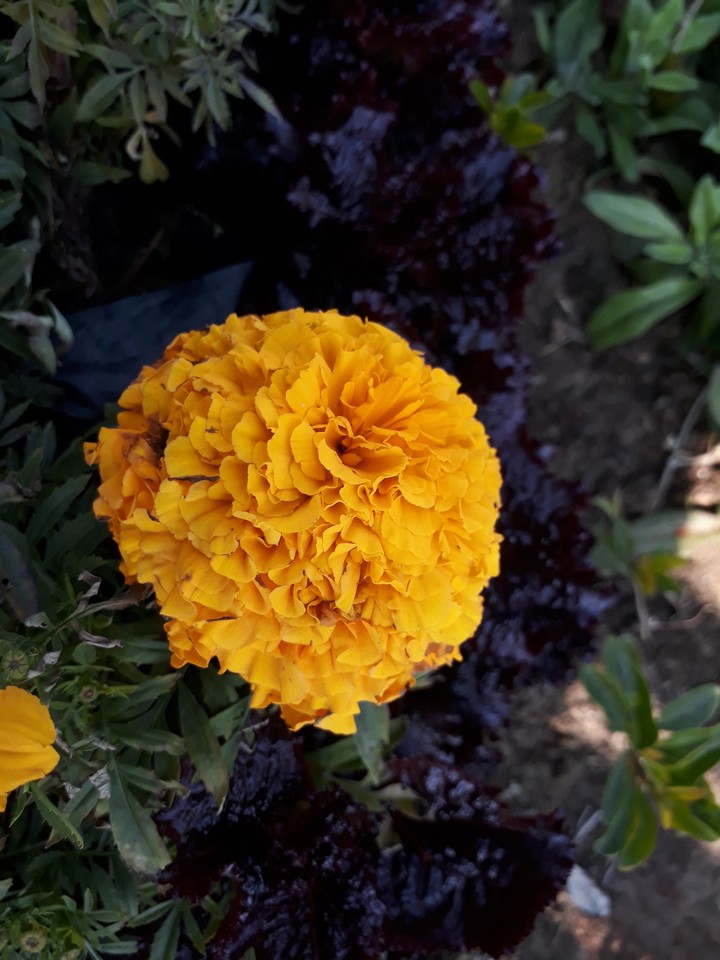 flower