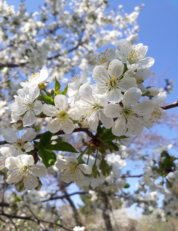 Blossom