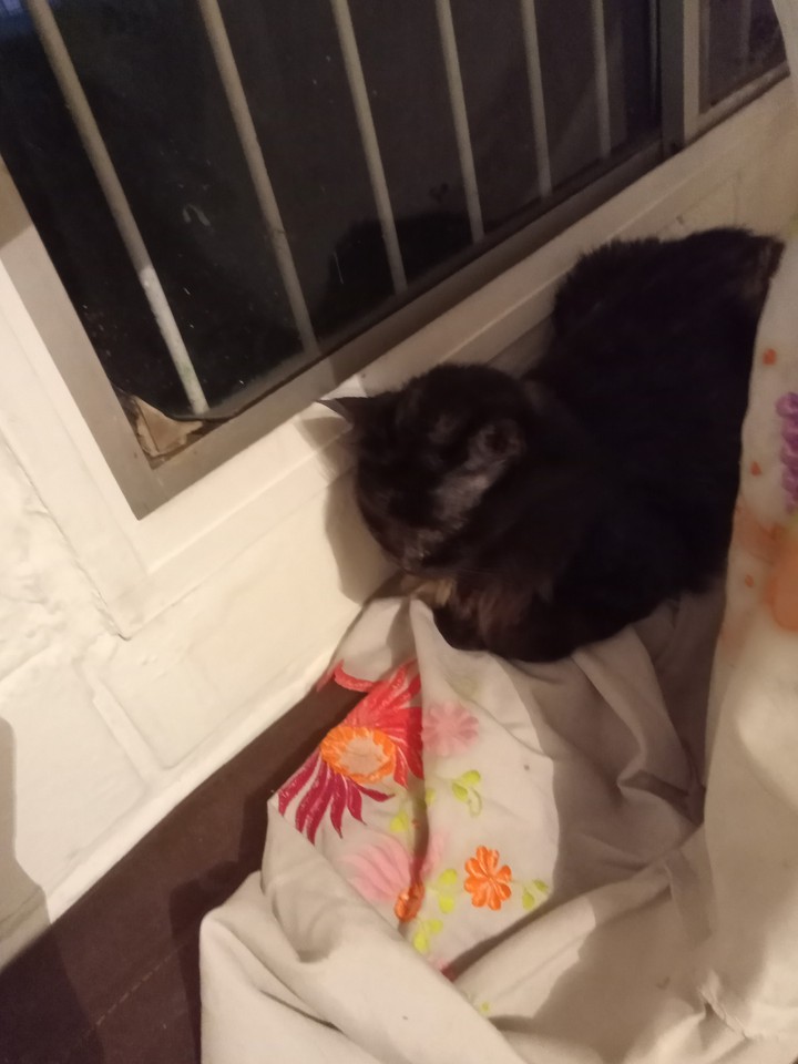 My other cat