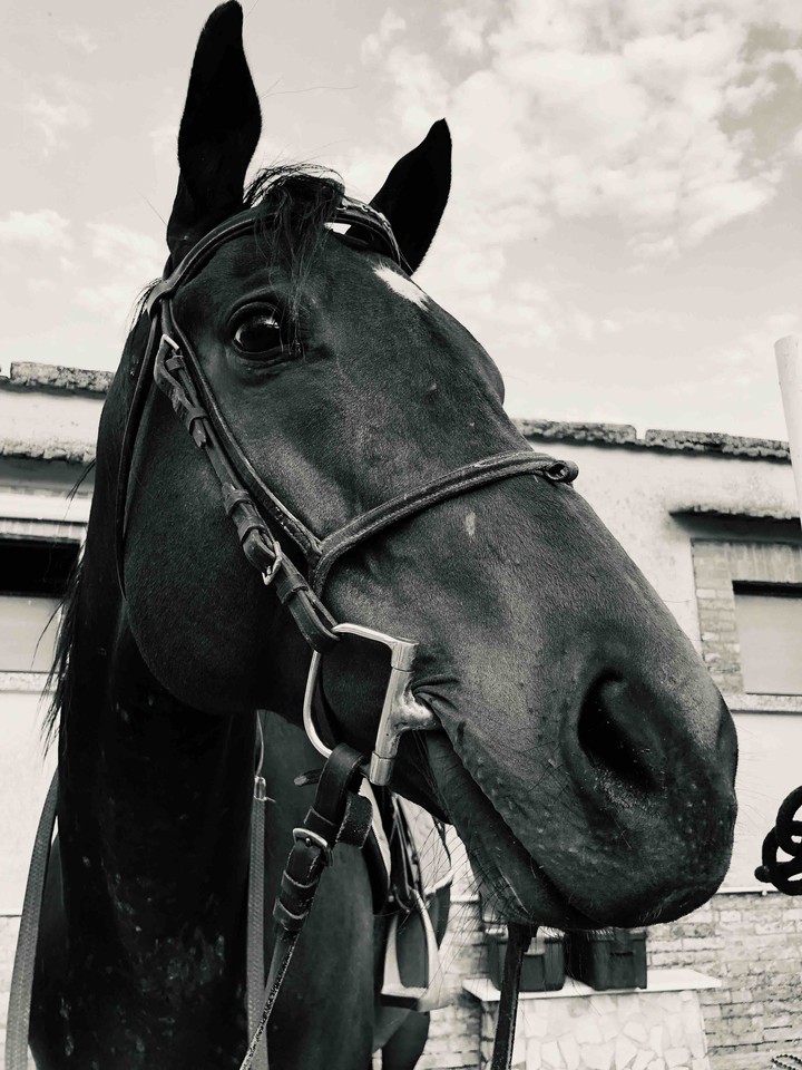 horse
