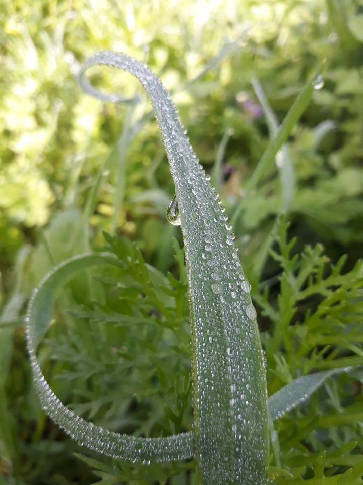 nature