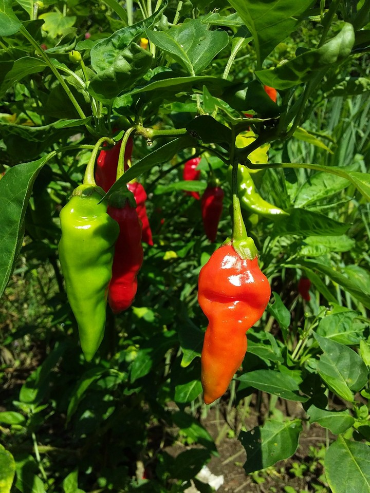 Picante