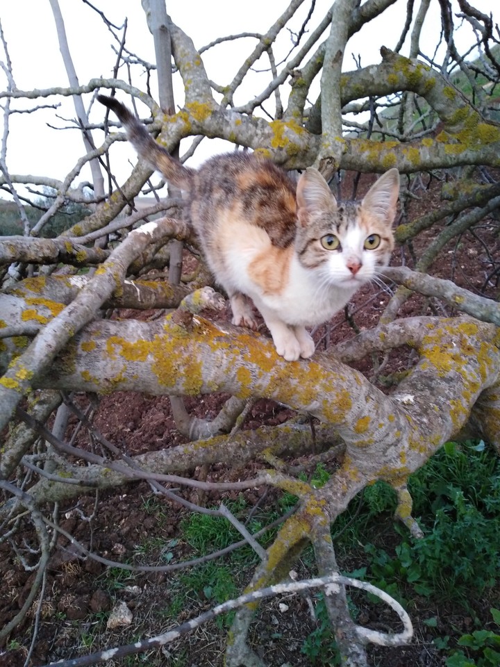 cat