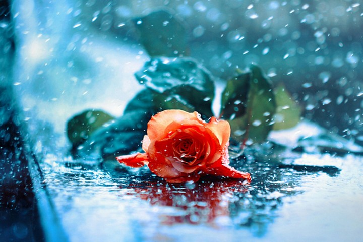 Wet Rose !!!