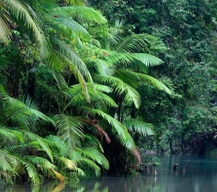 jungle