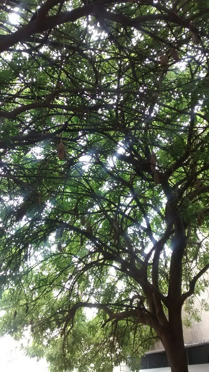 shady corridor at pondichery