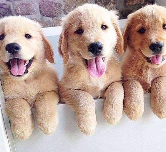 cute puppies