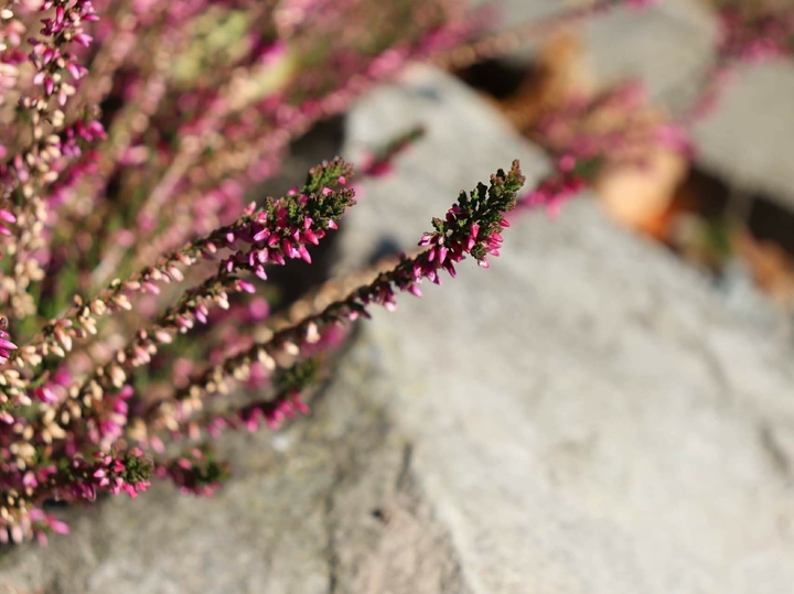pink nature